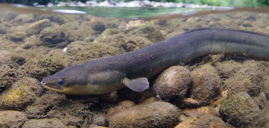 Lumenjtë në Europë, të mbushur me kokainë