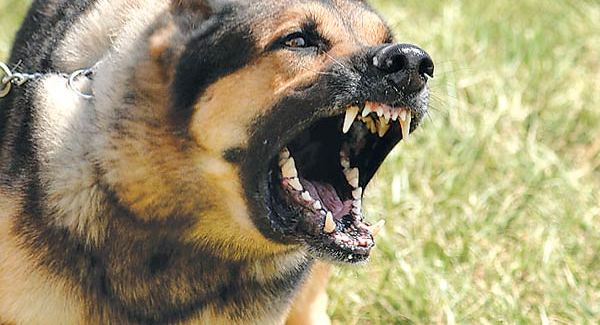 Asgjësohet qeni i tërbuar, familja e ngujuar prej ditësh pas kafshimit të të zotit