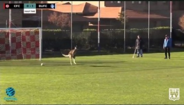 VIDEO/ Ndërpritet ndeshja për 30 minuta, kanguri “pushton” fushën