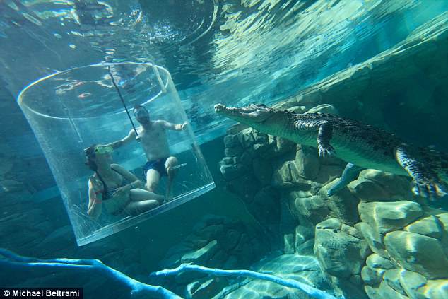 I propozon të dashurës mes krokodilëve, pothuajse shkoi tmerrësisht keq