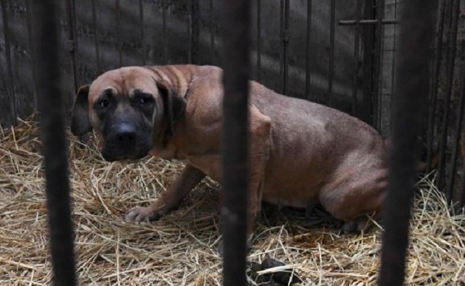 Koreano-jugorëve nuk u lejohet të hajnë më mish qeni