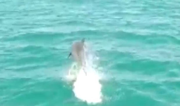 Një “vizitor” i papritur në bregdet, surprizohen pushuesit (FOTO)