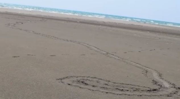 Gjendet në bregdet kafsha e rrallë 110 milionë vjeçare (FOTO)