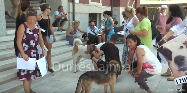 Shoqëria civile proteston për qentë e rrugëve të vrarë në Durrës (VIDEO)