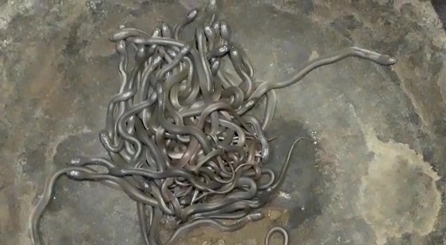 Tmerrohen banorët, mbi 100 gjarpërinj dalin brenda dhomës së shtëpisë (VIDEO)