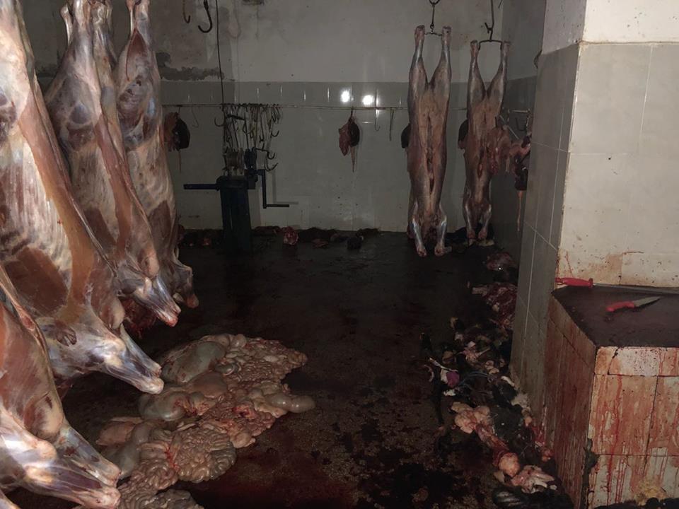 Aksion gjithë natën/ AKU bllokon 1 ton mish, mbahej në kushte të rënda (FOTO)