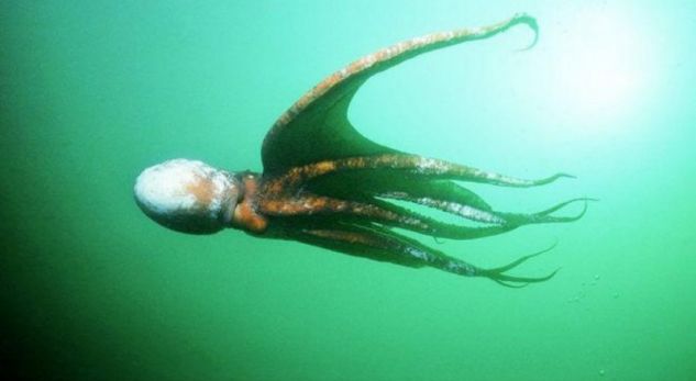 Vritet oktapodi që parashikonte saktë ndeshjet e Botërorit