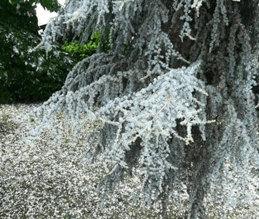 Çmendet moti! Breshëri mbulon rrugët dhe thyen xhamat! (VIDEO)