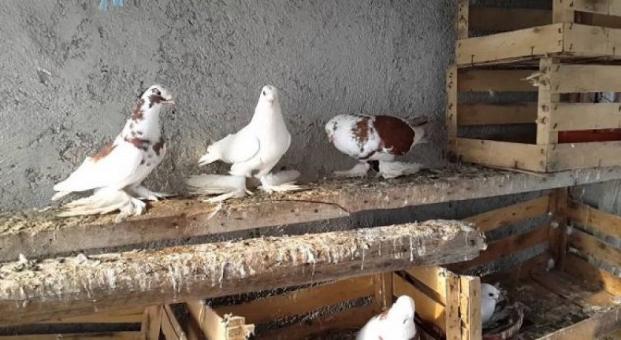 Babë e bijë vdesin njëri pas tjetrit brenda pak orëve, arsyeja… pëllumbat