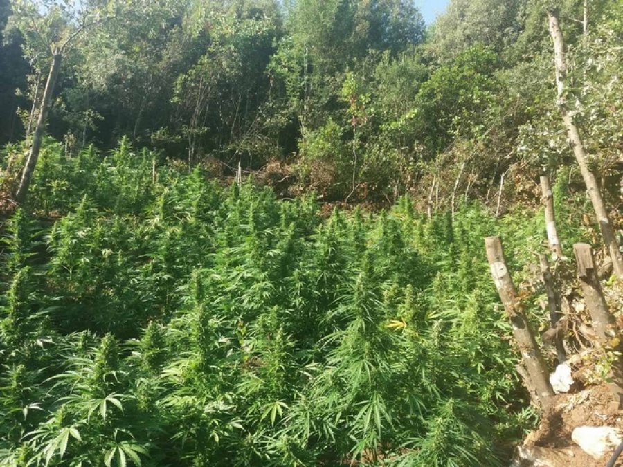 Miliona euro drogë, 10 shqiptarë në pranga (FOTO)