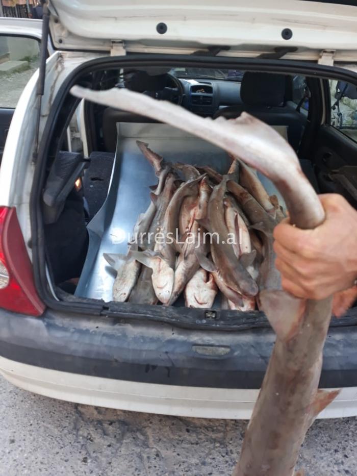 Tufa peshkaqenësh tigër bien në rrjetat e peshkatarëve durrsakë (FOTO)