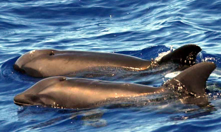 Zbulohet një specie e re, gjysmë balenë, gjysmë delfin