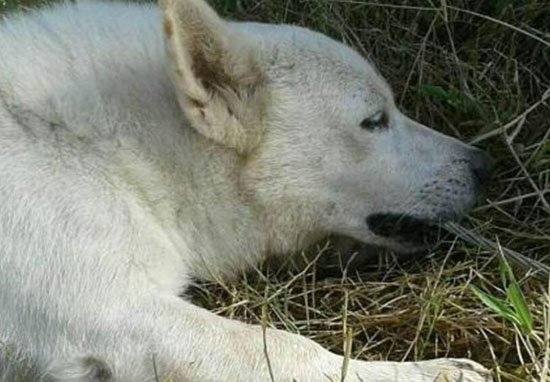 U mundua të shpëtonte pronarin e tij, qeni ngordh pasi kafshoi…