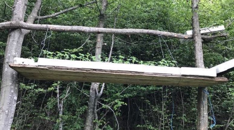 Kapet me 315 fidanë kanabis, arrestohet 45-vjeçari (EMRI)