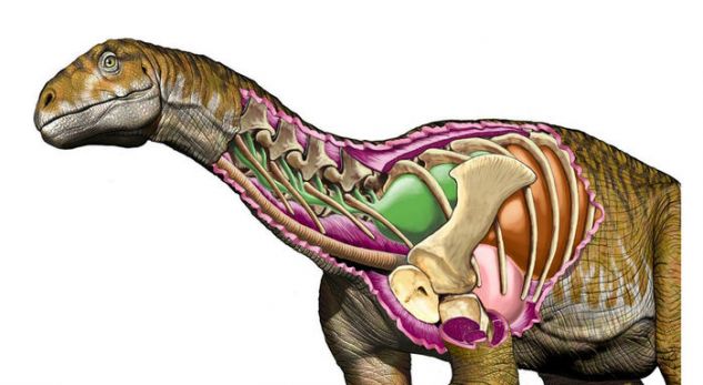 Zbulohet fosili 237 milionë vjeçar