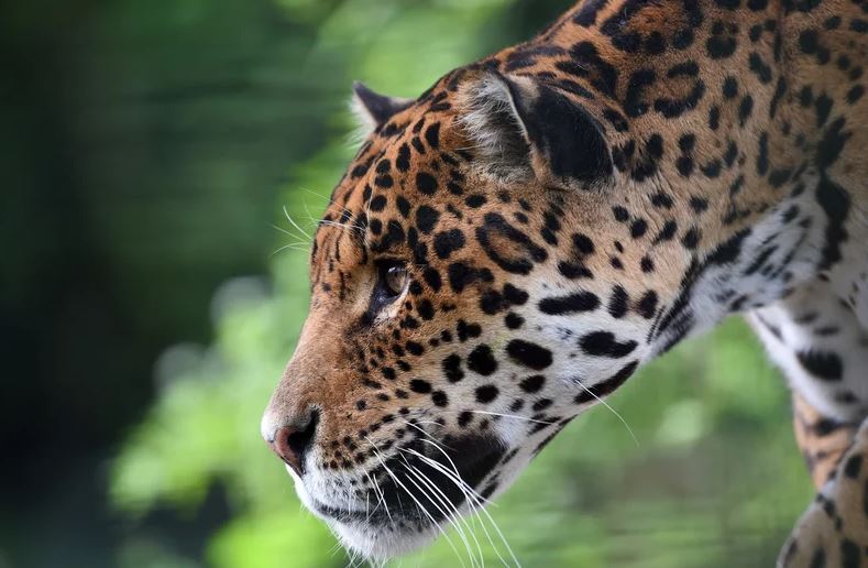 Arratiset xhaguari, shkakton masakër