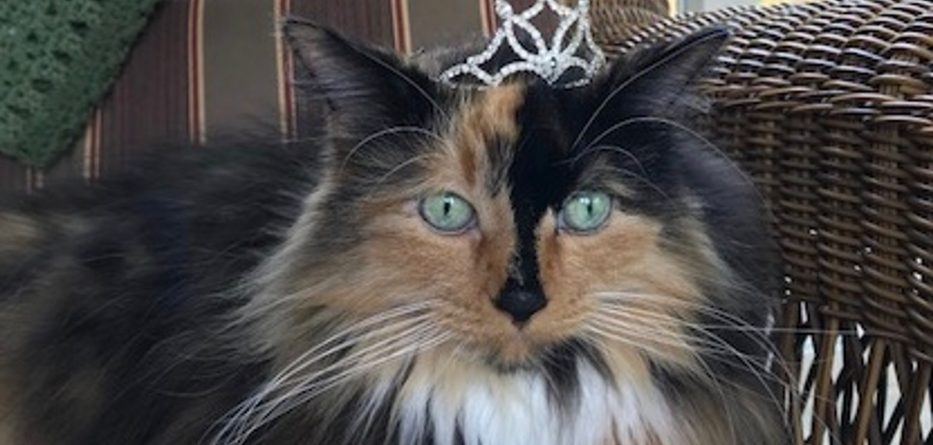 E pazakontë/ Këtij maçoku i është caktuar një post zyrtar! (FOTO)