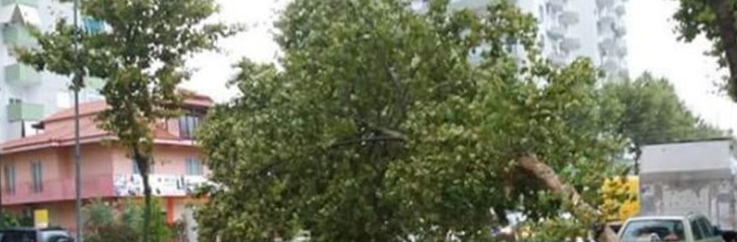 Moti i keq, shkulet pema nga era e fortë, bie mbi “Benz”-in