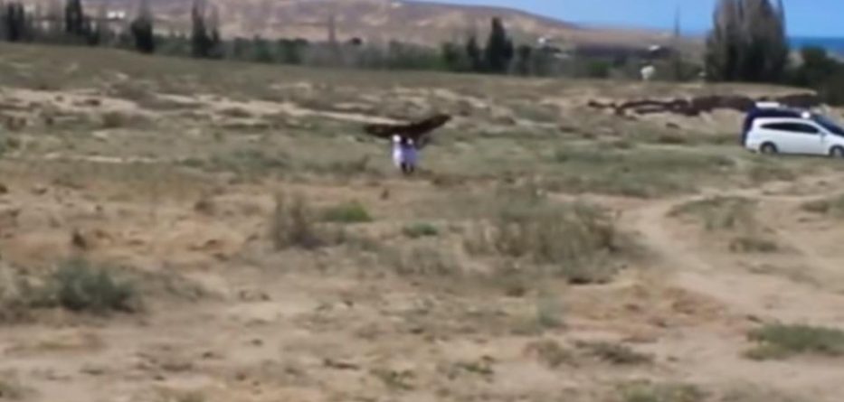 VIDEO/ Shqiponja “rrëmben” fëmijën