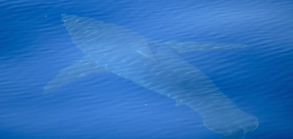 Pas 40 vitesh, shfaqet peshkaqeni i bardhë