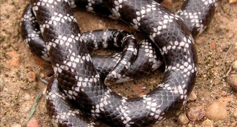 Zbulohet një lloj i ri gjarpri vdekjeprurës, ja ku fshihet