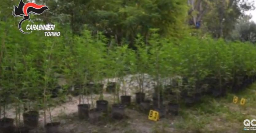 EMRAT/ Zbulohet plantacioni me marijuanë në Itali, arrestohen dy shqiptarët bashkëmoshatarë