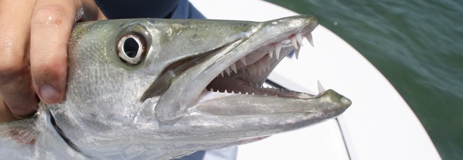 Alarmi! Në detin Adriatik kanë hyrë disa specie të rrezikshme peshqish e algash