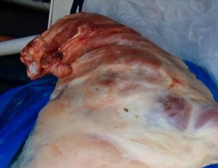 AKU sekuestron 44 kg mish të pasigurt e të rrezikshëm (FOTO)