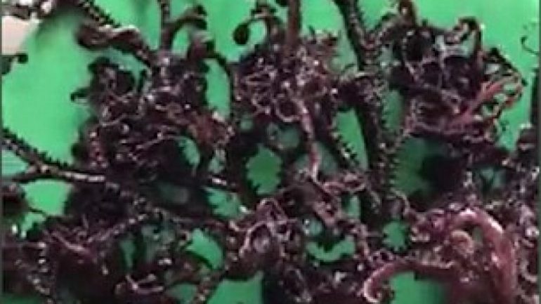 Një krijesë misterioze nga deti, nuk dihet nëse është bimë apo kafshë (VIDEO)