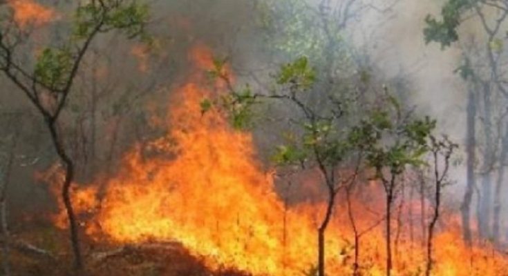 Zjarr në pyllin e Semanit në Fier