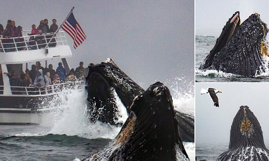 Balena 40 tonëshe del në sipërfaqe (FOTO)