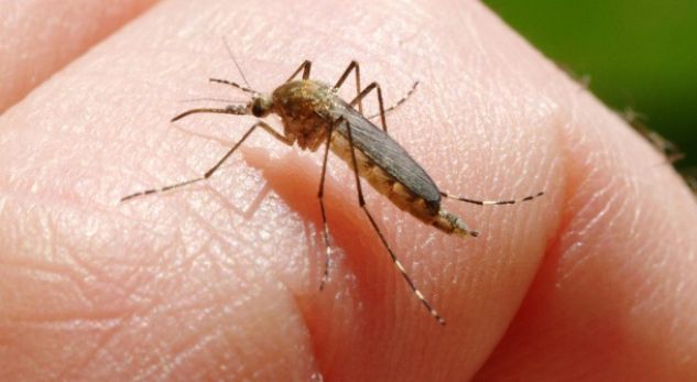 Virusi i Nilit vret 17 persona në Greqi