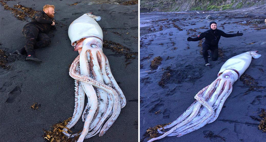 Zbulohet kallamari përbindësh 4 metra i gjatë