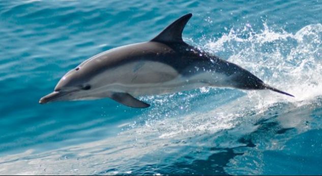 Shfaqet delfini edhe në Durrës, por surprizë e hidhur për pushuesit! (FOTO)