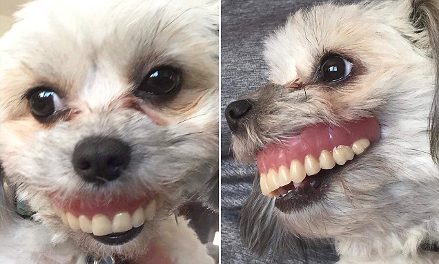 FOTO/ Kur qeni të merr borxh dhëmbët