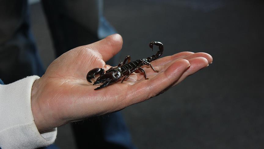 Konfiskohen tre mijë akrepa në një shtëpi