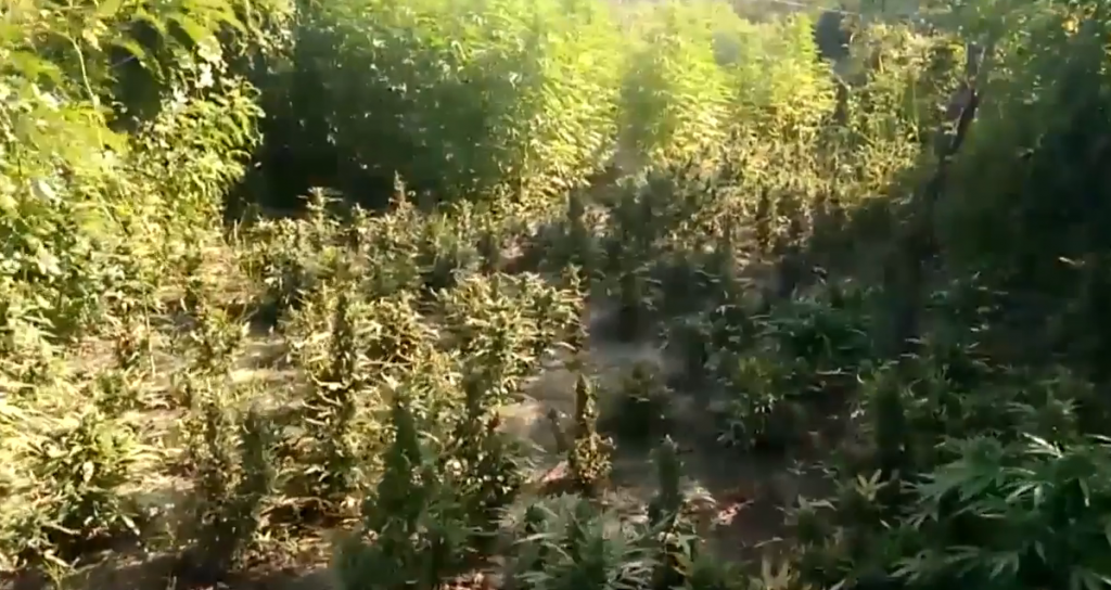 Zbulohet një plantacion me kanabis në Greqi, në kërkim shqiptari