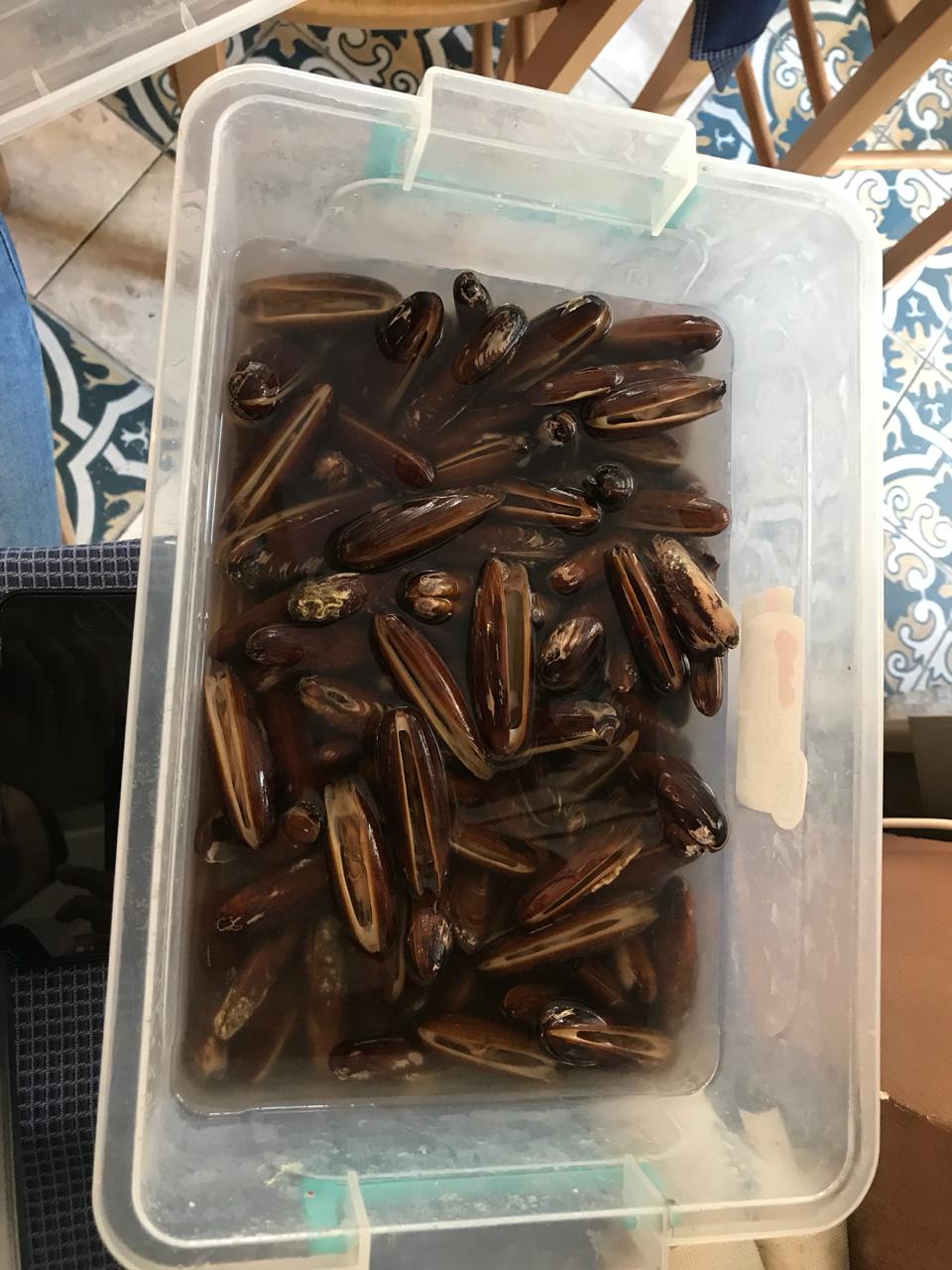 Tregtonte Dater, Inspektoriati i Peshkimit gjobit restorantin