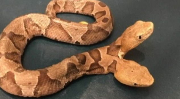 Gjen në kopsht gjarprin me dy koka (VIDEO)