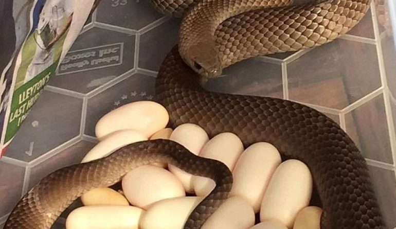 Ekspertët japin alarmin: Bëni kujdes nga gjarpërinjtë