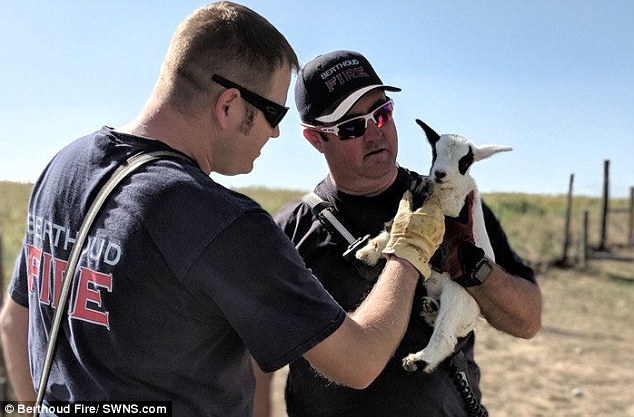 Mbeti i bllokuar për 1 ditë në tubin kullues, zjarrfikësit shpëtojnë kecin