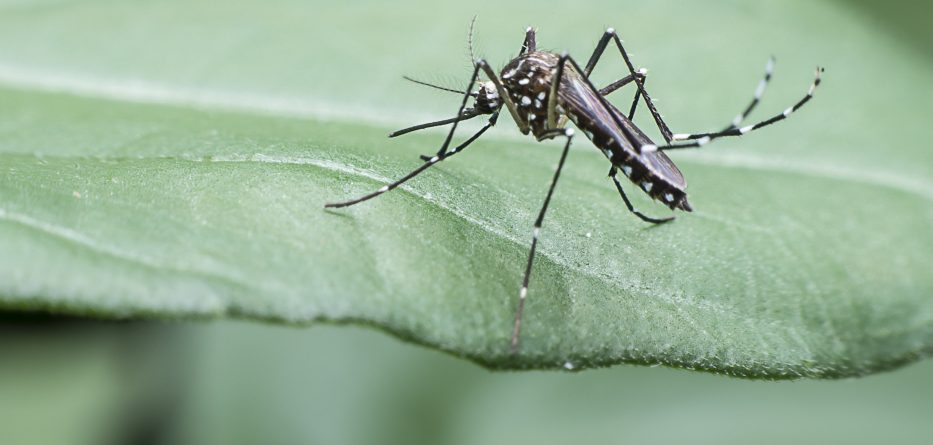 A duhen asgjësuar mushkonjat?