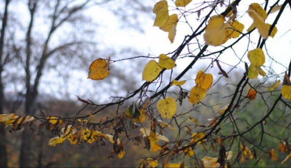 Parashikimi i motit, 29 shtator 2018