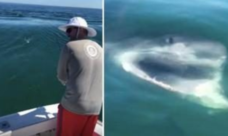 Peshkatari kap peshkun, por vjen… peshkaqeni! (VIDEO)