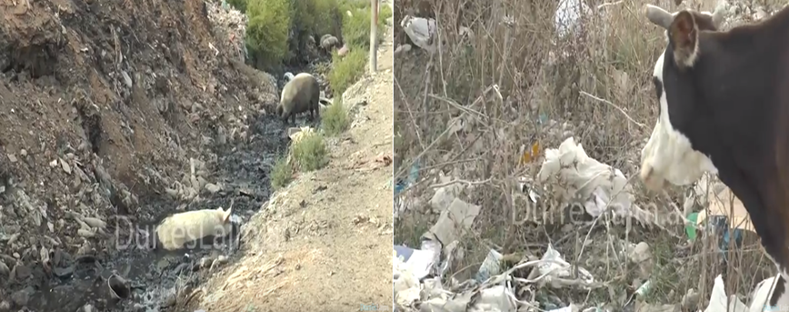 Emergjencë mjedisore në Durrës, por asgjë s’ka ndryshuar! Kur do e mbajë Rama premtimin?! (VIDEO)