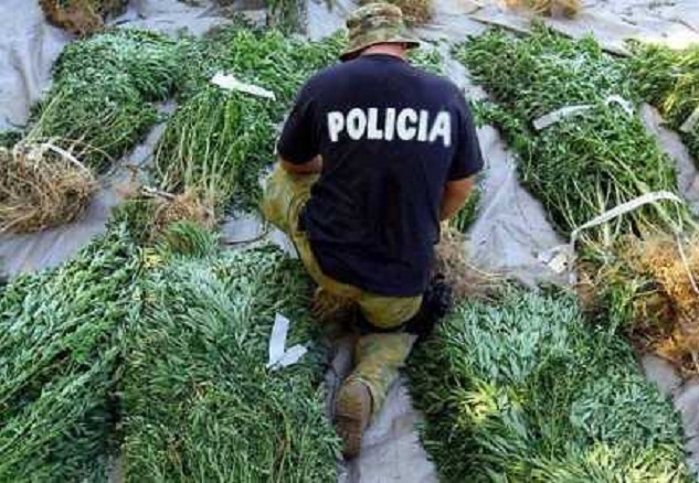 Zbulohen 10 parcela hashash në Krujë, policia nuk i bën publike