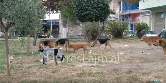 Qentë e rrugës në Durrës jashtë kontrollit (VIDEO)