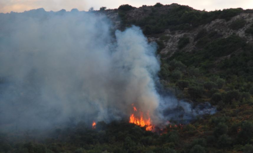 Zjarr masiv në një ullishte