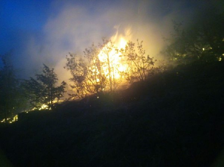 Zjarr i madh në kodrat me ullinj në Lushnjë