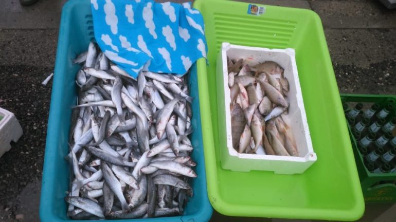 AKU bllokon mish dhe peshk, gjobiten shitësit